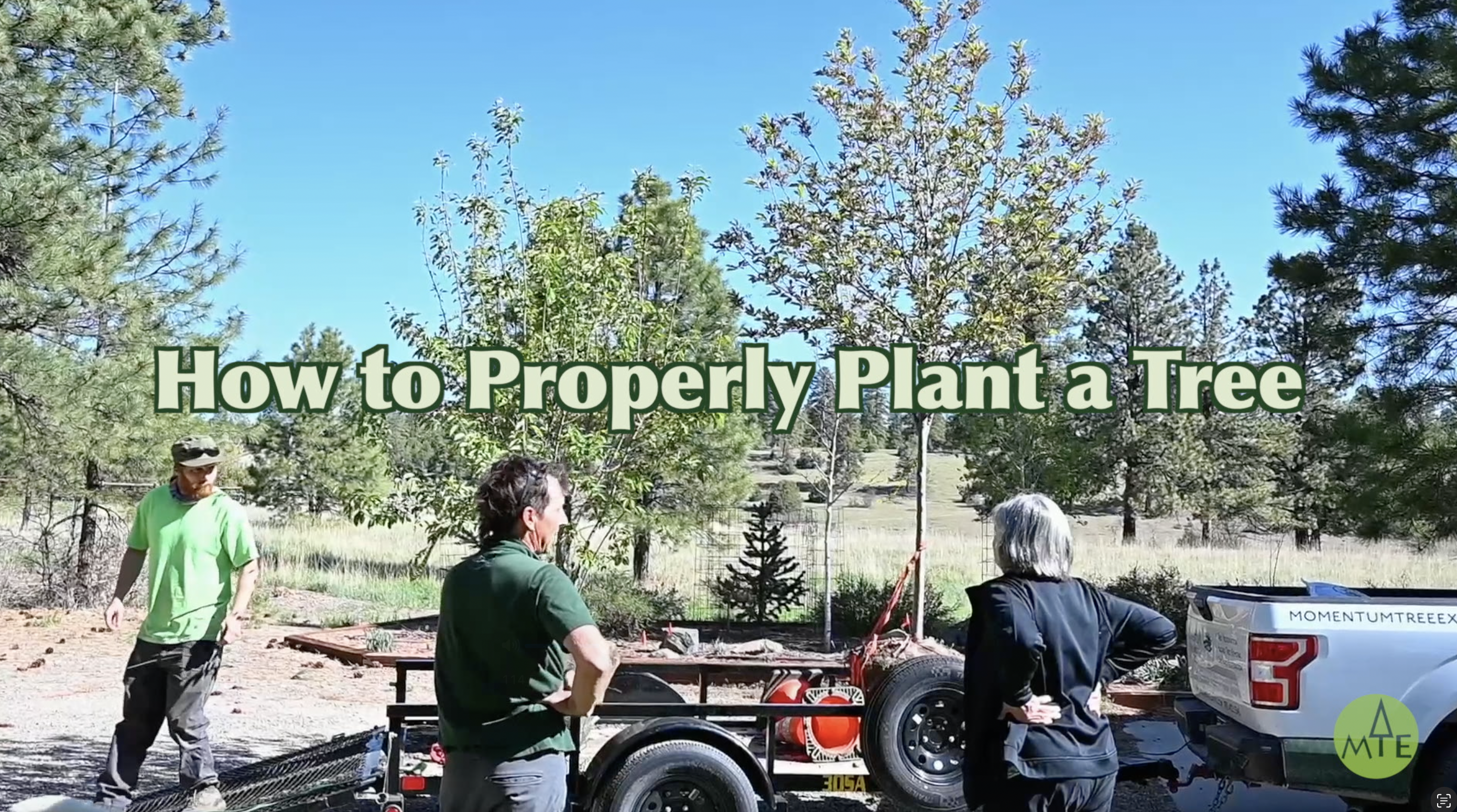 How to Properly Plant a Tree